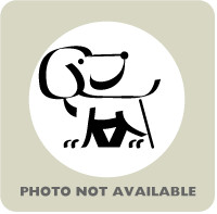 55172857, an adoptable Husky, Shepherd in El Paso, TX, 79906 | Photo Image 1