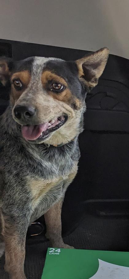 Meesa, an adoptable Australian Cattle Dog / Blue Heeler, Mixed Breed in El Paso, TX, 79906 | Photo Image 1