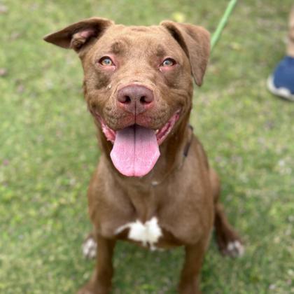 Chocolatte, an adoptable Pit Bull Terrier, Mixed Breed in El Paso, TX, 79906 | Photo Image 1