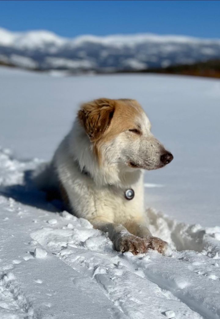 Gombe, an adoptable Great Pyrenees Mix in Winter Park, CO_image-1