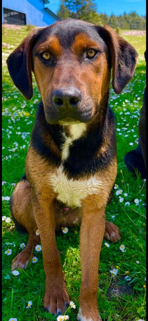 Cumin, an adoptable Hound, Labrador Retriever in Brookings, OR, 97415 | Photo Image 1