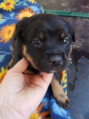 HI - IM NAPOLEON Im a 3-month-old black  tan puppy ready for my forever home My mom Nutmeg is
