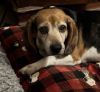Porthos photo 1