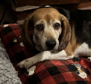 Porthos, Senior Male Beagle