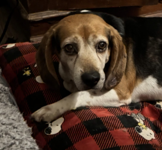 Porthos, an adoptable Beagle in Raleigh, NC, 27616 | Photo Image 2