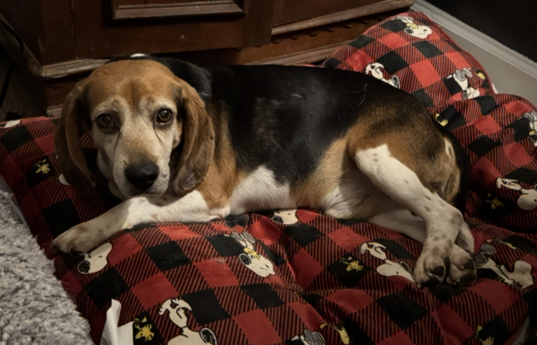 Porthos, an adoptable Beagle in Raleigh, NC, 27616 | Photo Image 3