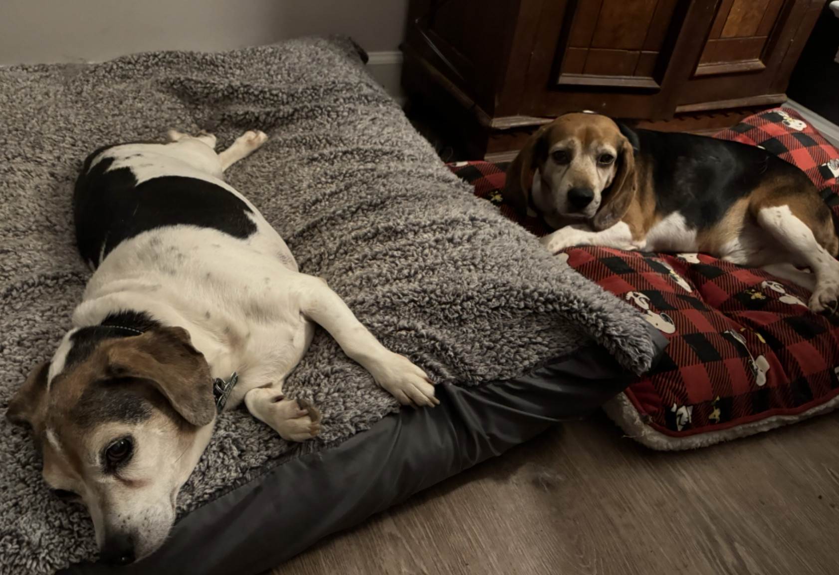 Porthos, an adoptable Beagle in Raleigh, NC, 27616 | Photo Image 4