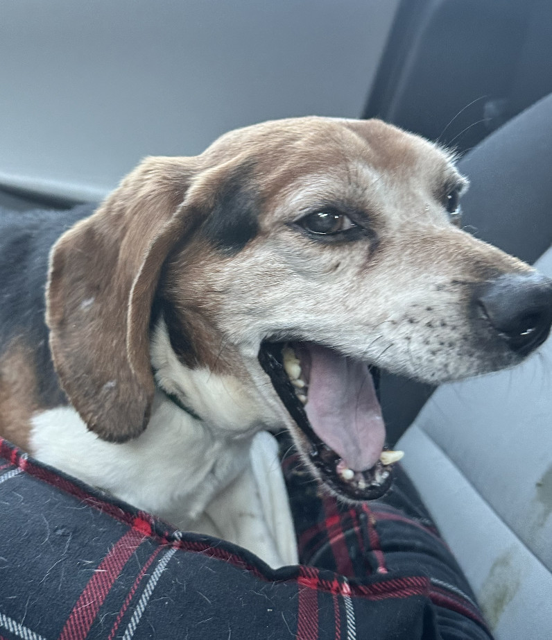Porthos, an adoptable Beagle in Raleigh, NC, 27616 | Photo Image 5