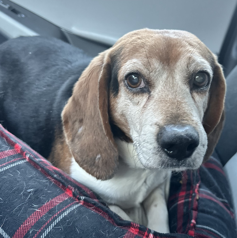 Porthos, an adoptable Beagle in Raleigh, NC, 27616 | Photo Image 6