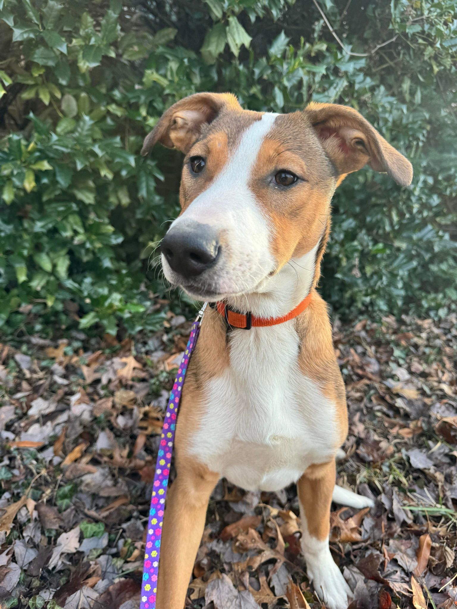 Dogs For Adoption Louisville Ky Where To Find Your New Best Friend - 5r81rja