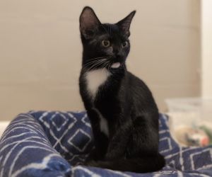Angel Bear, Young Female Domestic Short Hair