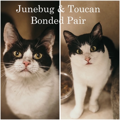June Bug/Toucan - Bonded Pair