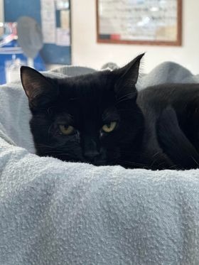 Sweet Tart, an adoptable Domestic Short Hair in Brookings, OR, 97415 | Photo Image 1