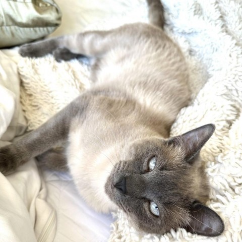 Socal sales siamese rescue