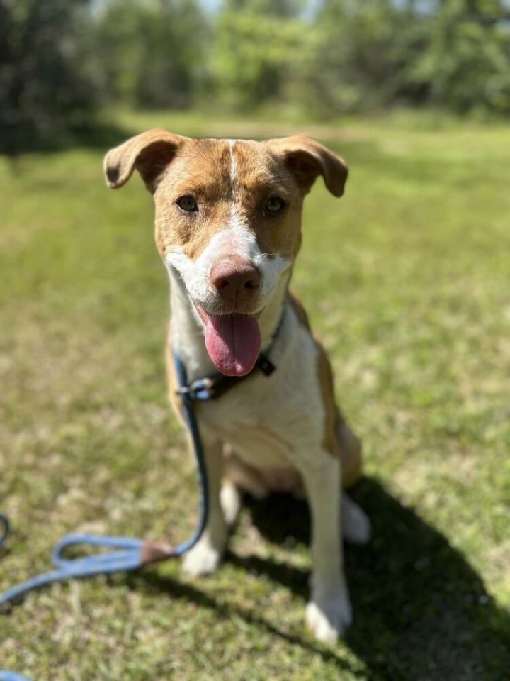 Dog for adoption Cannoli an Australian Shepherd Terrier Mix