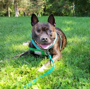 Hello world my name is Oscar Im a friendly fella with a noggin the size of Jupiter My foster ma