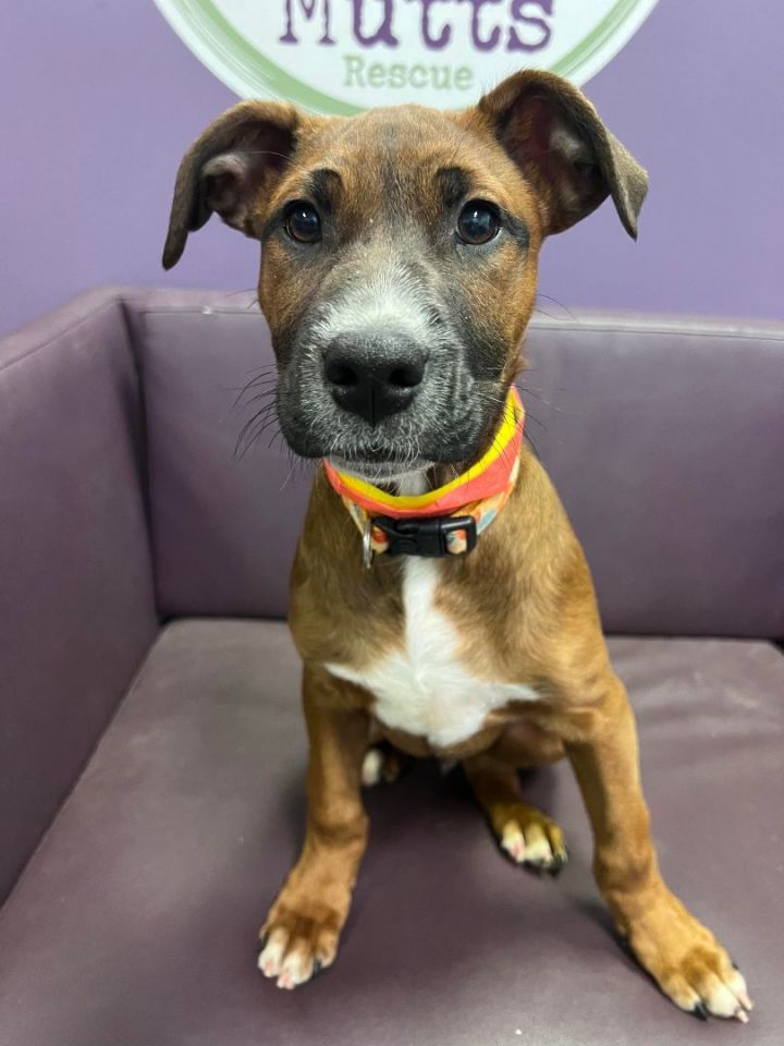 Bugsy in NH! Open House 2/9 from 4-7 and 2/10 from 12-3. More info in bio! , an adopted Boxer & Hound Mix in Manchester, NH_image-1