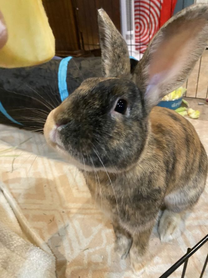 Apollo RABBIT