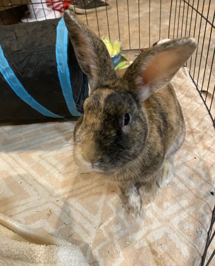 Apollo RABBIT 2