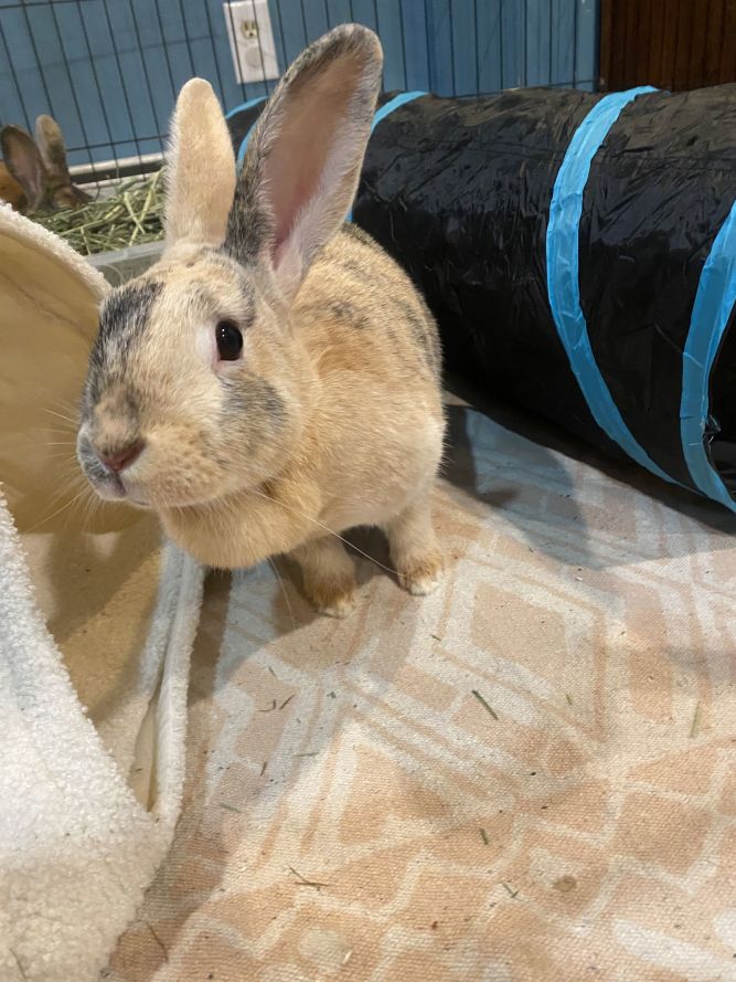 Athena RABBIT