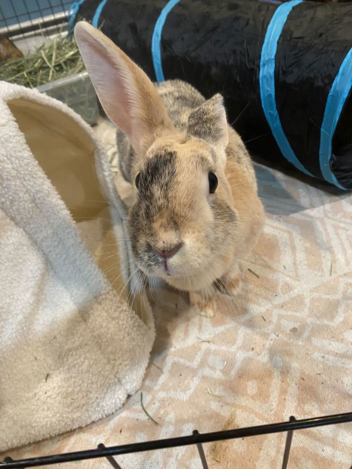 Athena RABBIT 2