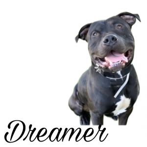 Dreamers name speaks for itself What a dreamy guy He is so eager to please and is the most lovable