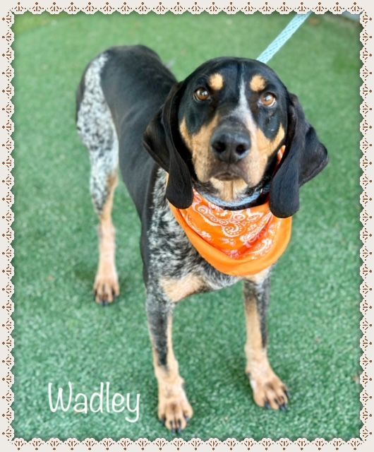 WADLEY, an adopted Hound Mix in Marietta, GA_image-5