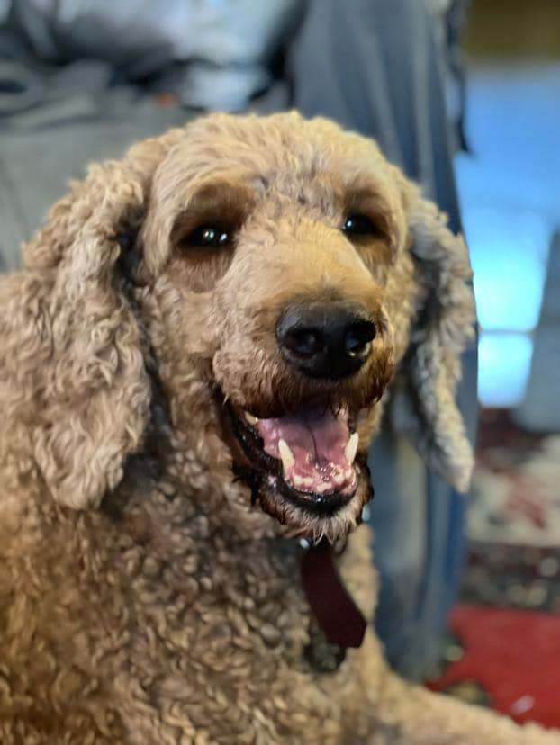 New england hot sale poodle rescue