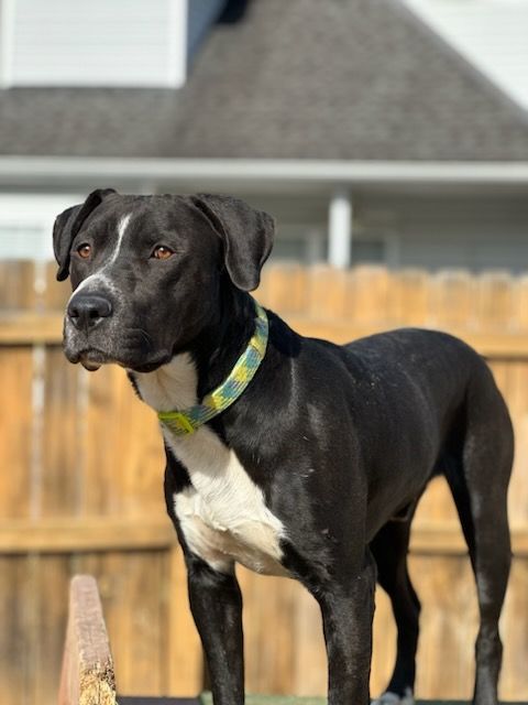 Labrador retriever and hot sale great dane mix