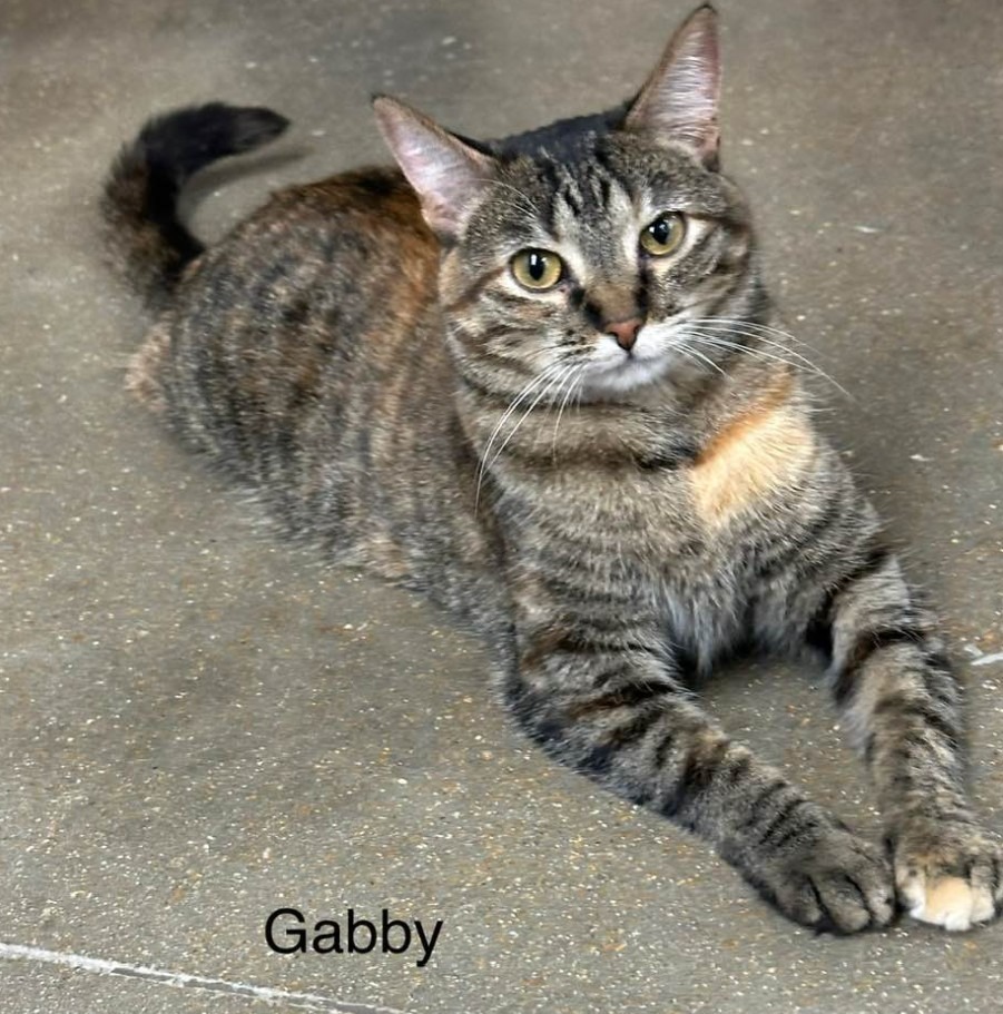 Gabriella