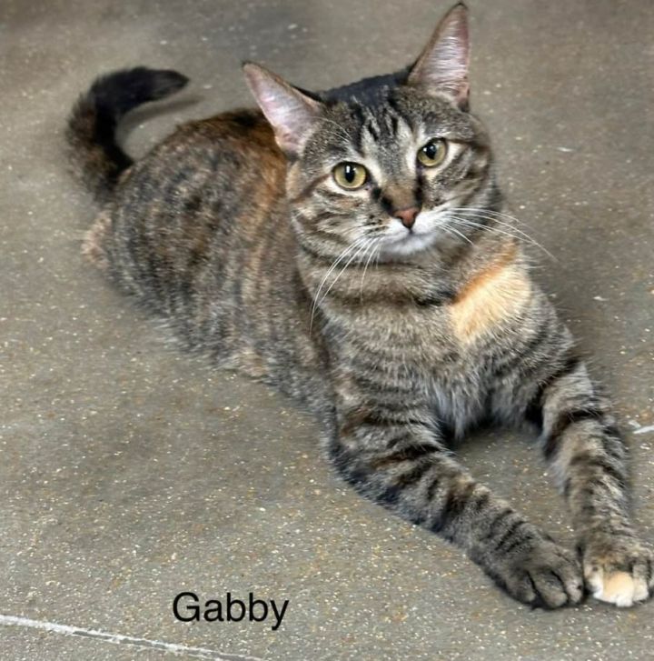 Gabriella 1