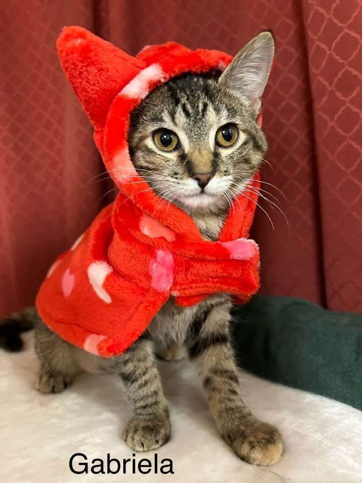 Gabriella