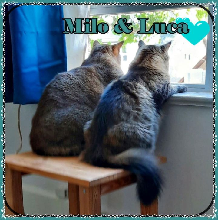 LUKA & MILO BONDED BROS 3