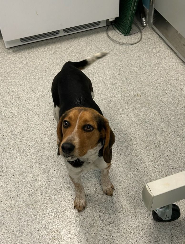 Dog for adoption - Poppy, a Beagle in Frankfort, KY | Petfinder