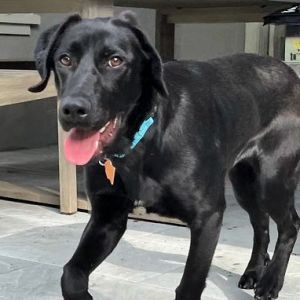 PERSONALITY active playful BREED lab mix AGE 65 months WEIGHT 33lbs Rescued from Lake County I