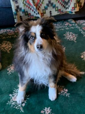 Mini australian shepherd clearance petfinder