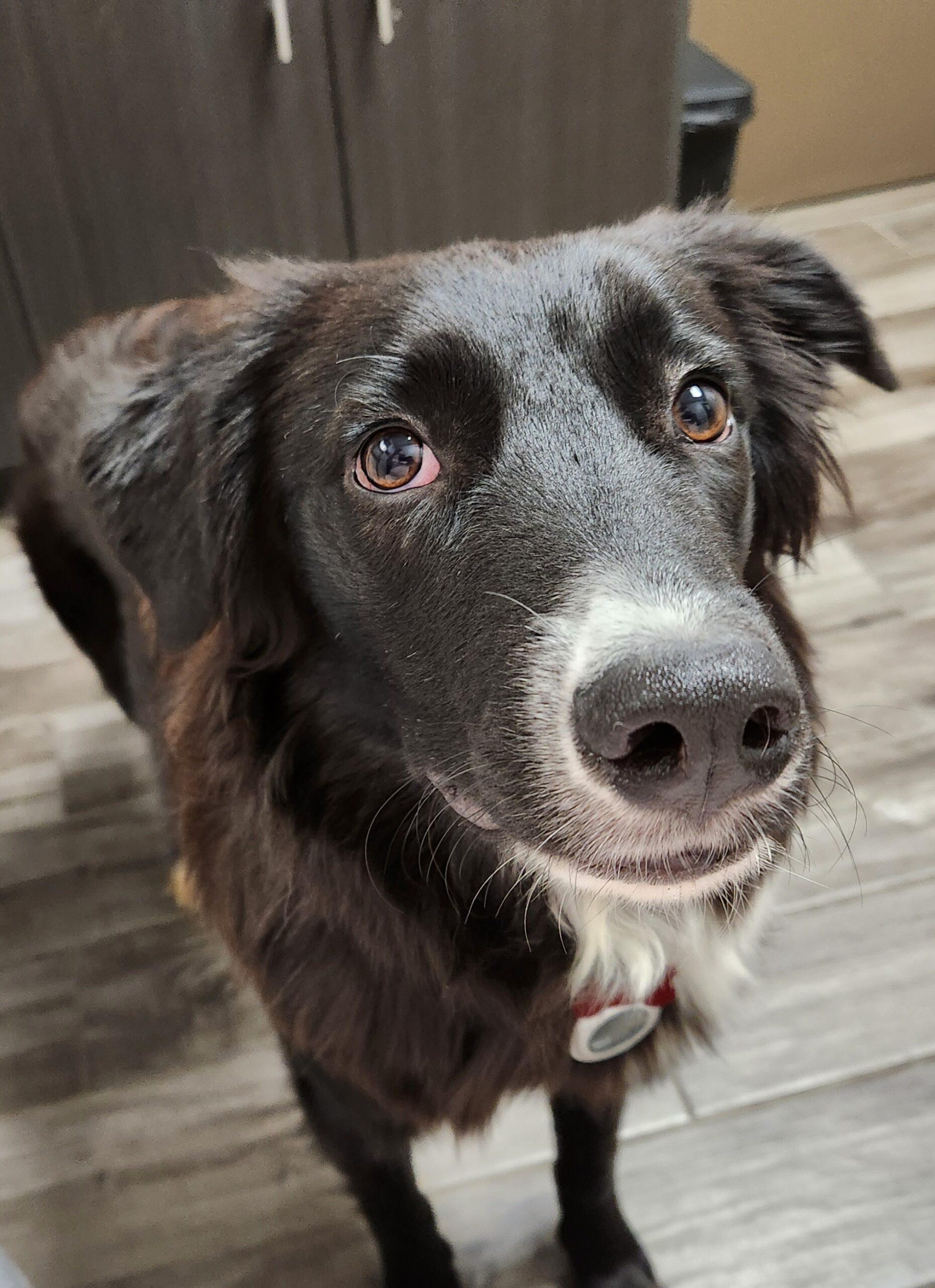 Cucho, an adoptable Border Collie, Mixed Breed in King City, ON, L7B 1K5 | Photo Image 1