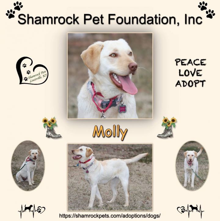 Molly, an adopted Yellow Labrador Retriever in Louisville, KY_image-1
