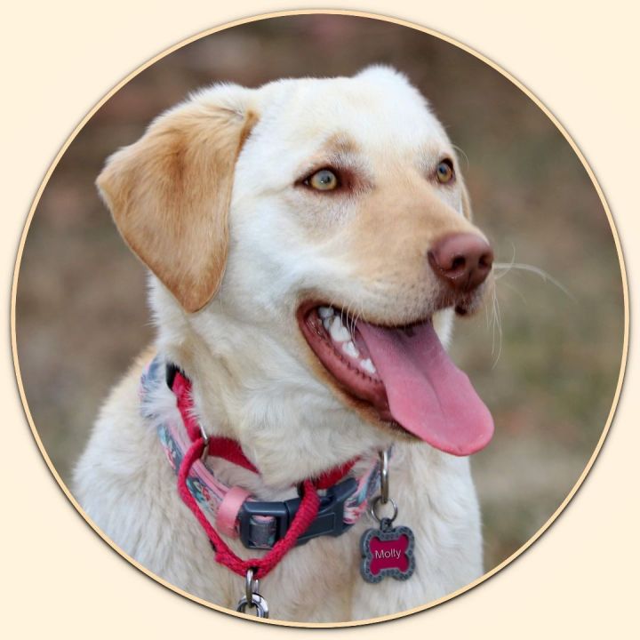 Molly, an adopted Yellow Labrador Retriever in Louisville, KY_image-3
