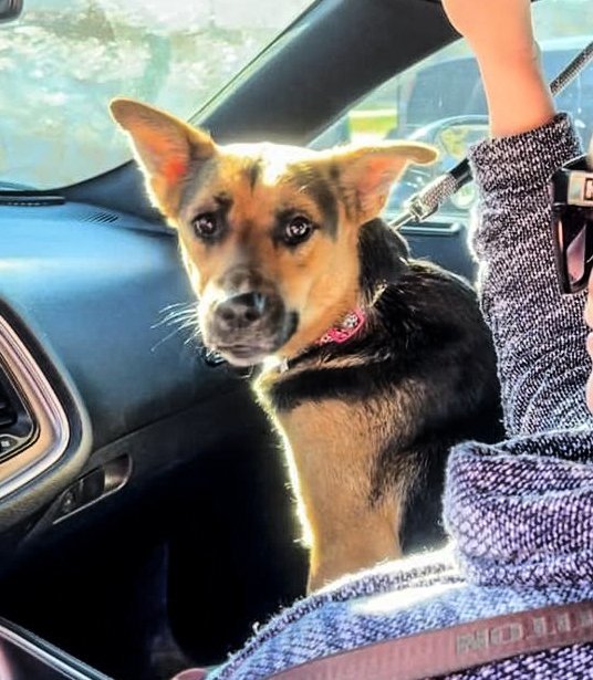 Darcie, an adoptable German Shepherd Dog Mix in Weatherford, TX_image-2