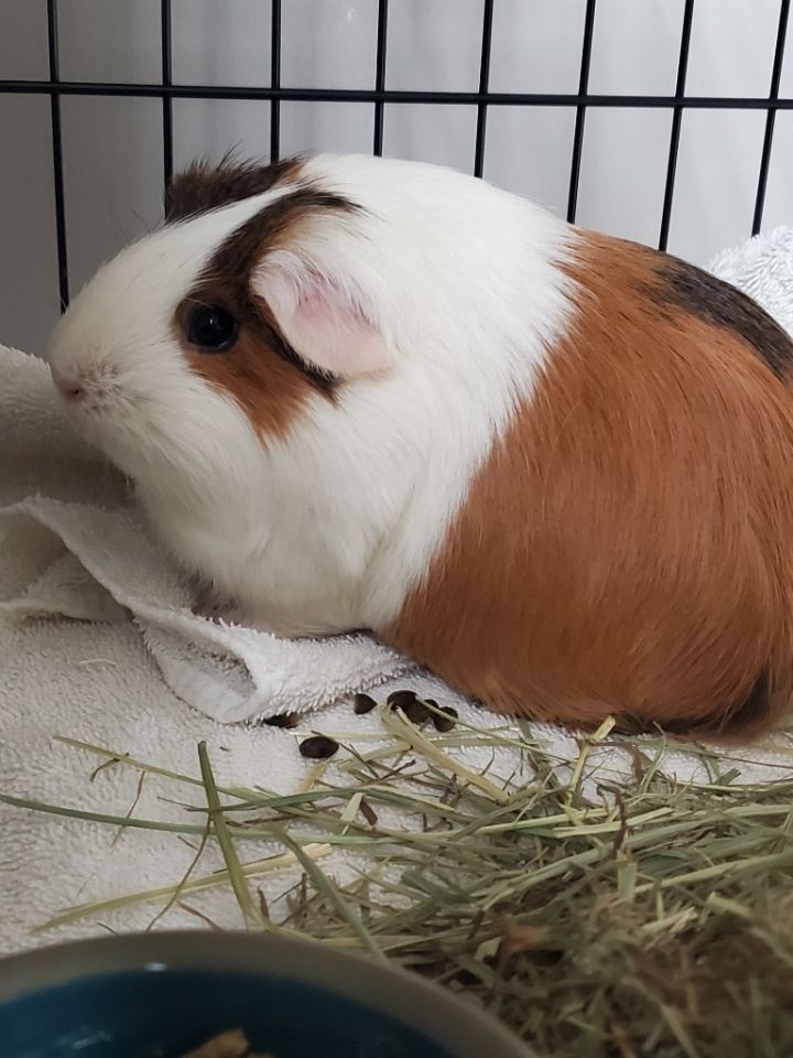 Guinea shop pig sushi