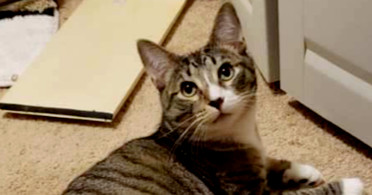 Toby 2024, an adoptable Domestic Short Hair in Virginia Beach, VA, 23455 | Photo Image 1