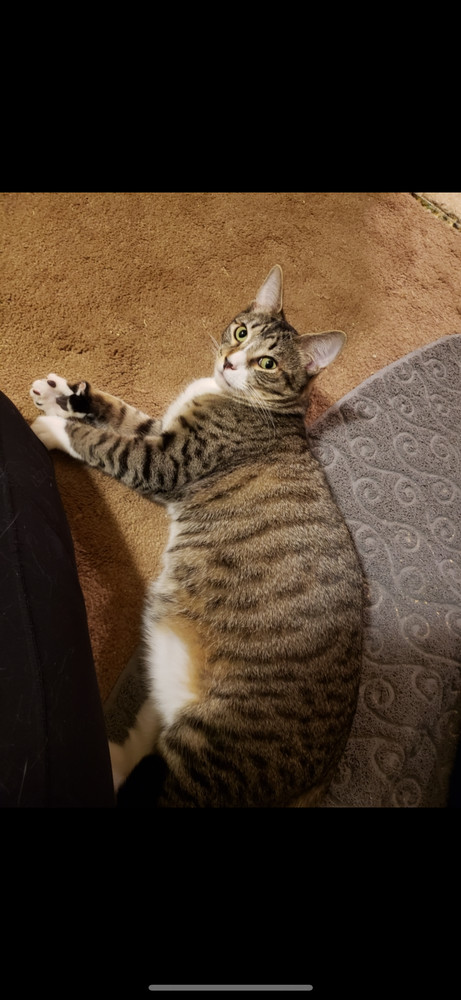 Toby 2024, an adoptable Domestic Short Hair in Virginia Beach, VA, 23455 | Photo Image 2