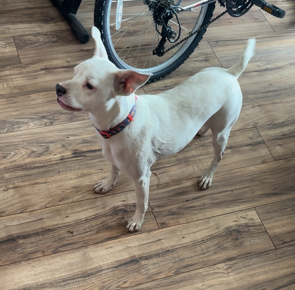 Posie, an adoptable Pit Bull Terrier, Australian Cattle Dog / Blue Heeler in Lafayette, CO, 80026 | Photo Image 1