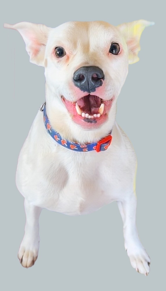 Posie, an adoptable Pit Bull Terrier, Australian Cattle Dog / Blue Heeler in Lafayette, CO, 80026 | Photo Image 2