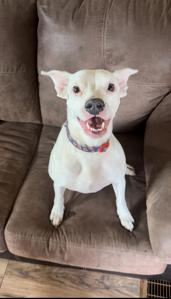 Posie, an adoptable Pit Bull Terrier, Australian Cattle Dog / Blue Heeler in Lafayette, CO, 80026 | Photo Image 3