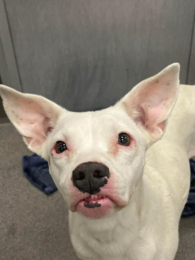 Posie, an adoptable Pit Bull Terrier, Australian Cattle Dog / Blue Heeler in Lafayette, CO, 80026 | Photo Image 6