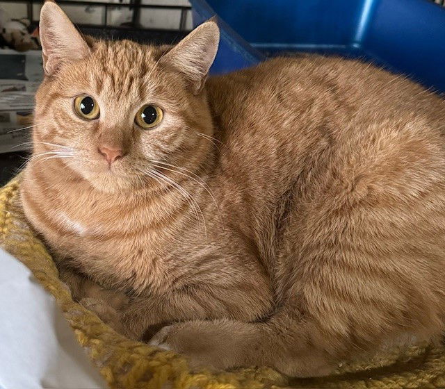 Dynamite, an adoptable Manx, Domestic Short Hair in Apollo, PA, 15613 | Photo Image 1