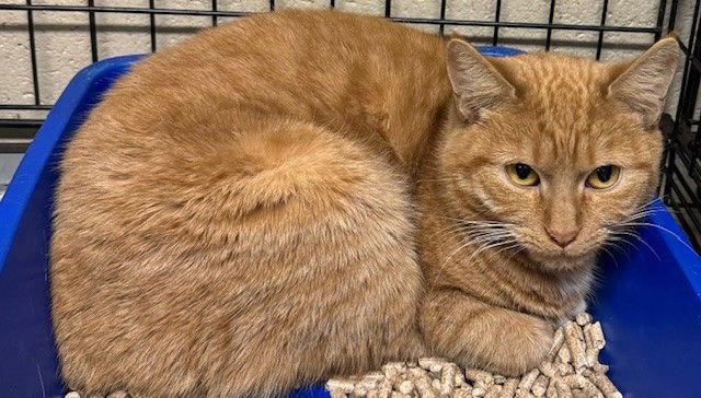 Dynamite, an adoptable Manx, Domestic Short Hair in Apollo, PA, 15613 | Photo Image 3