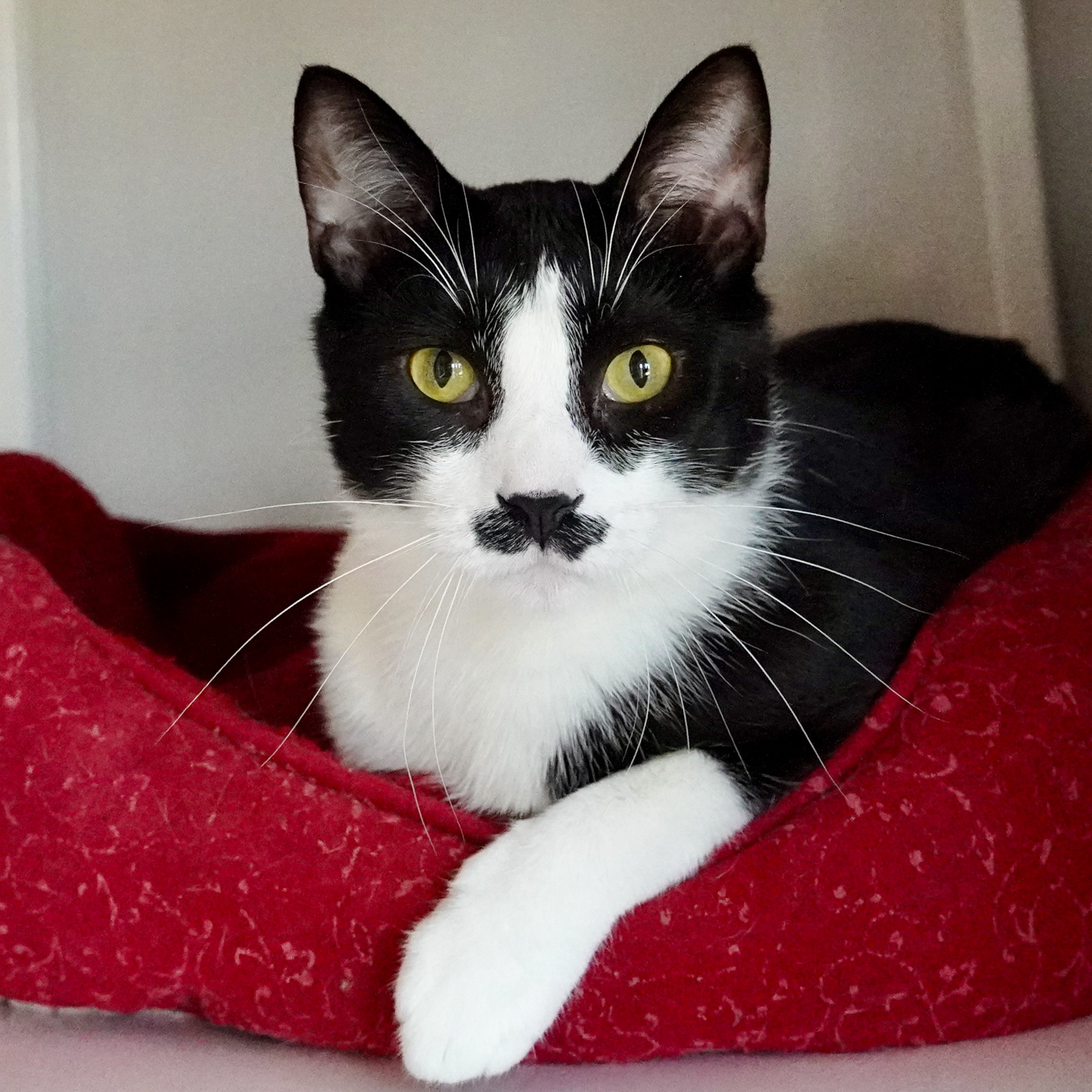 Charlie Chaplan, an adoptable Domestic Short Hair in Santa Fe, NM, 87501 | Photo Image 1